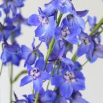 Delphinium Sea Waltz