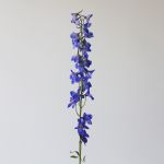 Delphinium Sea Waltz