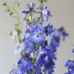 Delphinium Sea Waltz