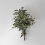 Seeded Eucalyptus