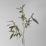 Seeded Eucalyptus