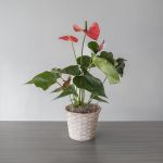 Anthurium