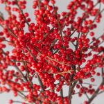 Ilex (Bulk DIY)