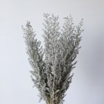 Kochia