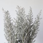 Kochia