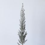 Kochia
