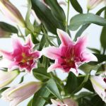 Oriental Lily Sorbonne