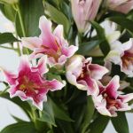 Oriental Lily Sorbonne