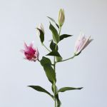 Oriental Lily Sorbonne
