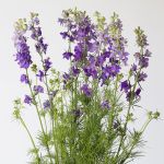 Delphinium Larkspur Mauve (Bulk DIY)