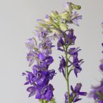Delphinium Larkspur Mauve (Bulk DIY)