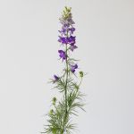 Delphinium Larkspur Mauve (Bulk DIY)