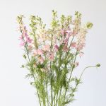Delphinium Larkspur Pink