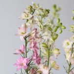 Delphinium Larkspur Pink