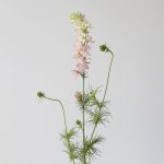 Delphinium Larkspur Pink