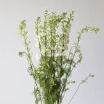 Delphinium Larkspur White