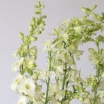 Delphinium Larkspur White
