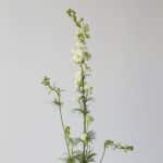 Delphinium Larkspur White