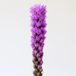 Liatris