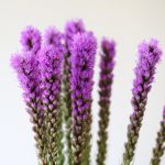 Liatris