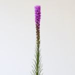 Liatris