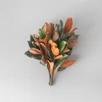 Magnolia Tips