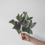 Magnolia Tips