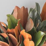 Magnolia Tips