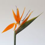 Bird of Paradise Premium (Strelitzia)