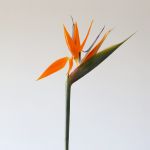 Bird of Paradise Premium (Strelitzia)