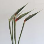 Bird of Paradise Premium (Strelitzia)