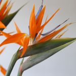 Bird of Paradise Premium (Strelitzia)