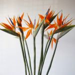 Bird of Paradise Premium (Strelitzia)