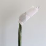 Bird of Paradise Premium (Strelitzia)