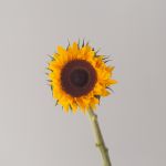 Sunflowers (locally grown)