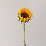 Sunflowers (locally grown)