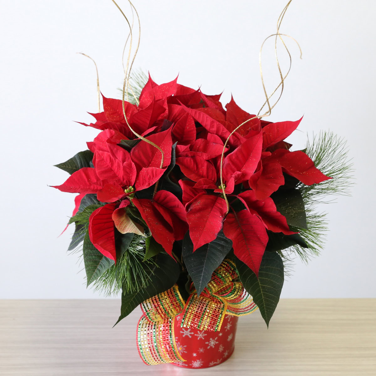 6" Poinsettia
