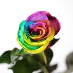 Rainbow Roses (Bulk)
