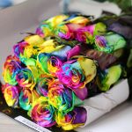 Rainbow Roses (Bulk)
