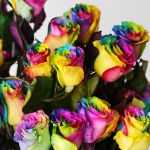Rainbow Roses (Bulk)
