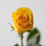 Brighton Roses 50cm (Bulk)