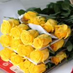 Brighton Roses 50cm (Bulk)