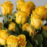 Brighton Roses 50cm (Bulk)