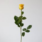 Brighton Roses 50cm (Bulk)