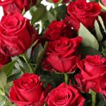 Explorer Roses 50cm (Bulk)