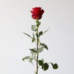 Explorer Roses 50cm (Bulk)
