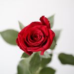 Explorer Roses 50cm (Bulk)