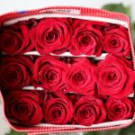 Explorer Roses 50cm (Bulk)
