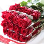 Explorer Roses 50cm (Bulk)