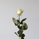 Mondial Roses 60cm (Bulk)